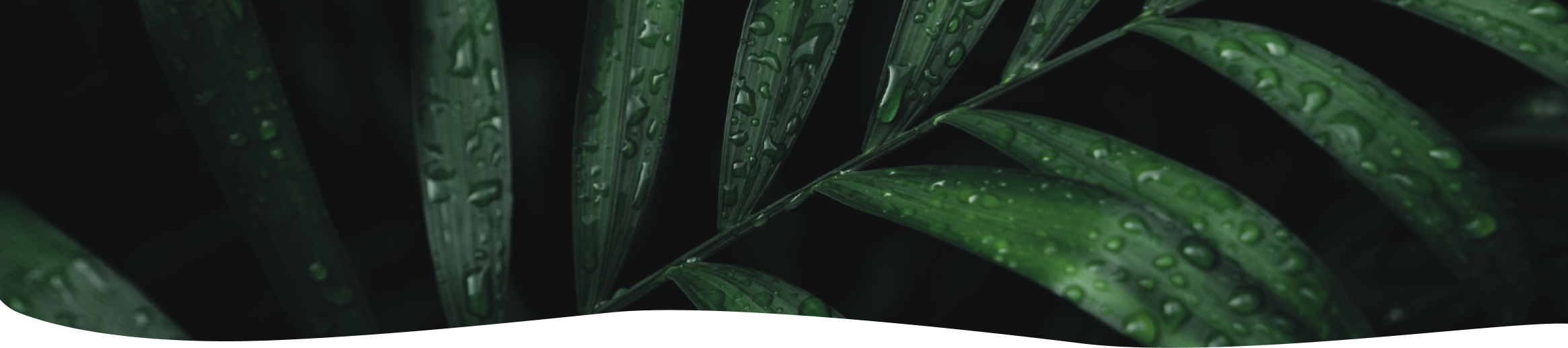 background-image