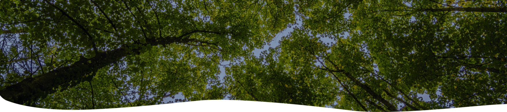 background-image